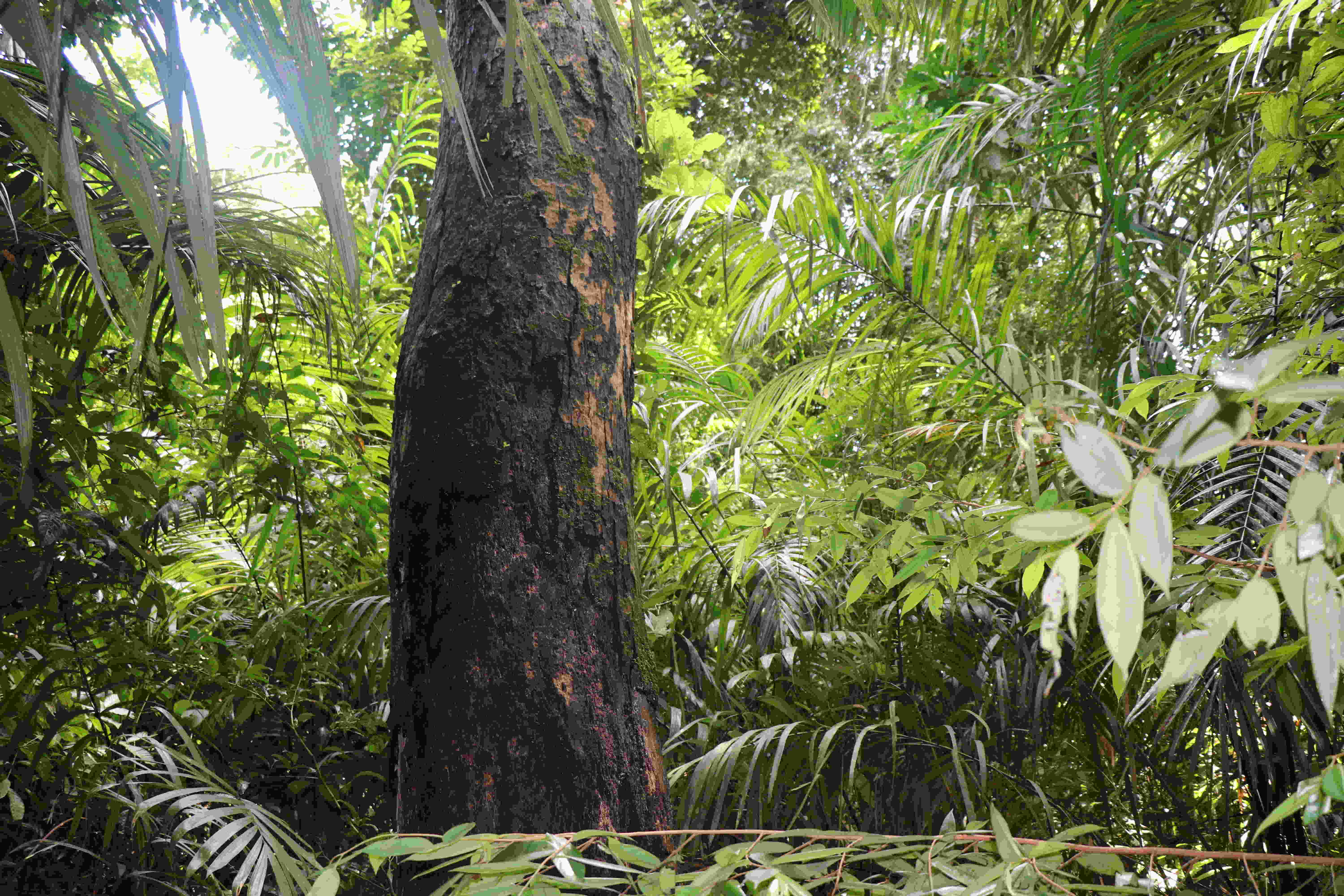 Tree decomposition