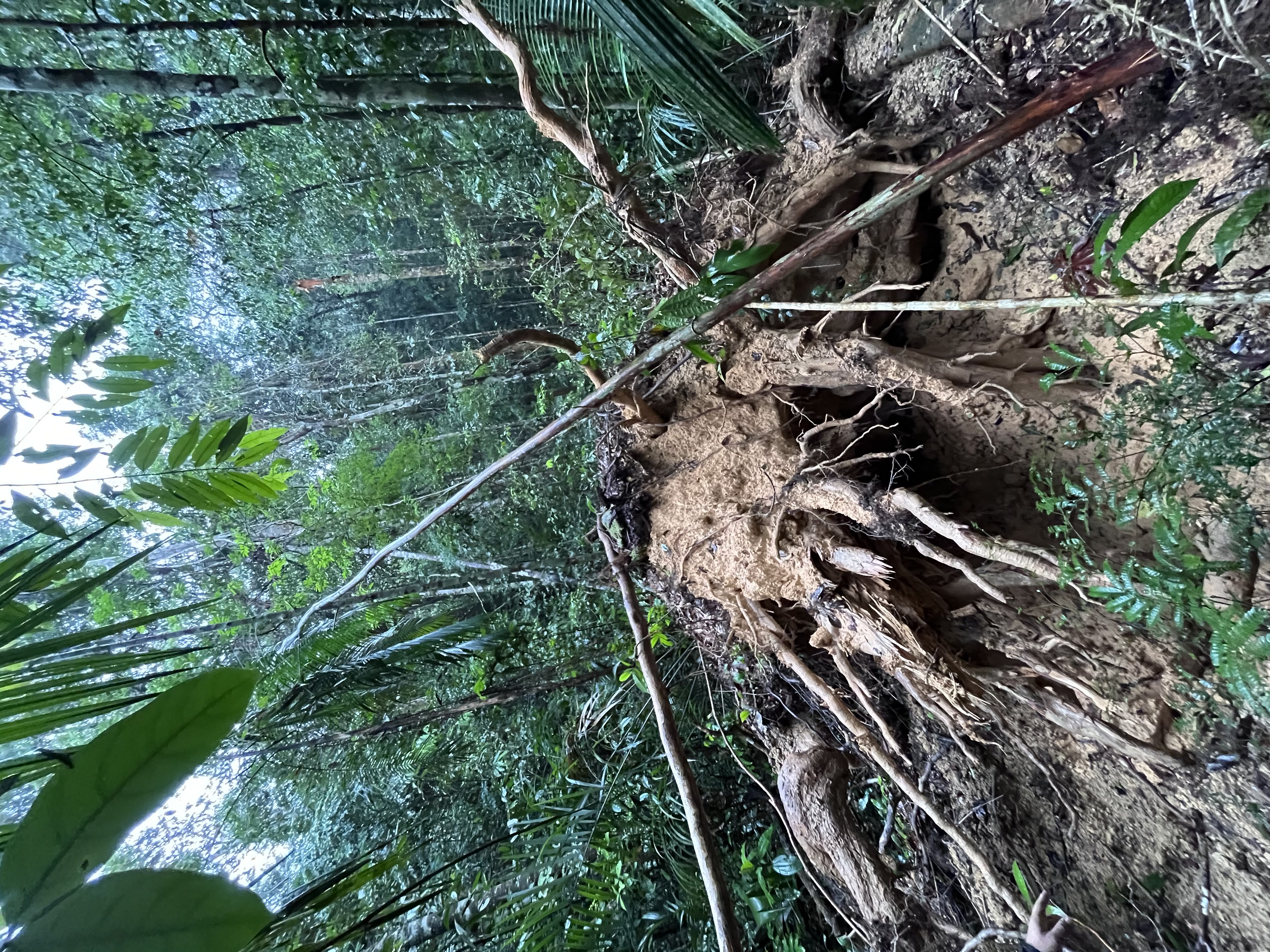 Uprooted Gigante