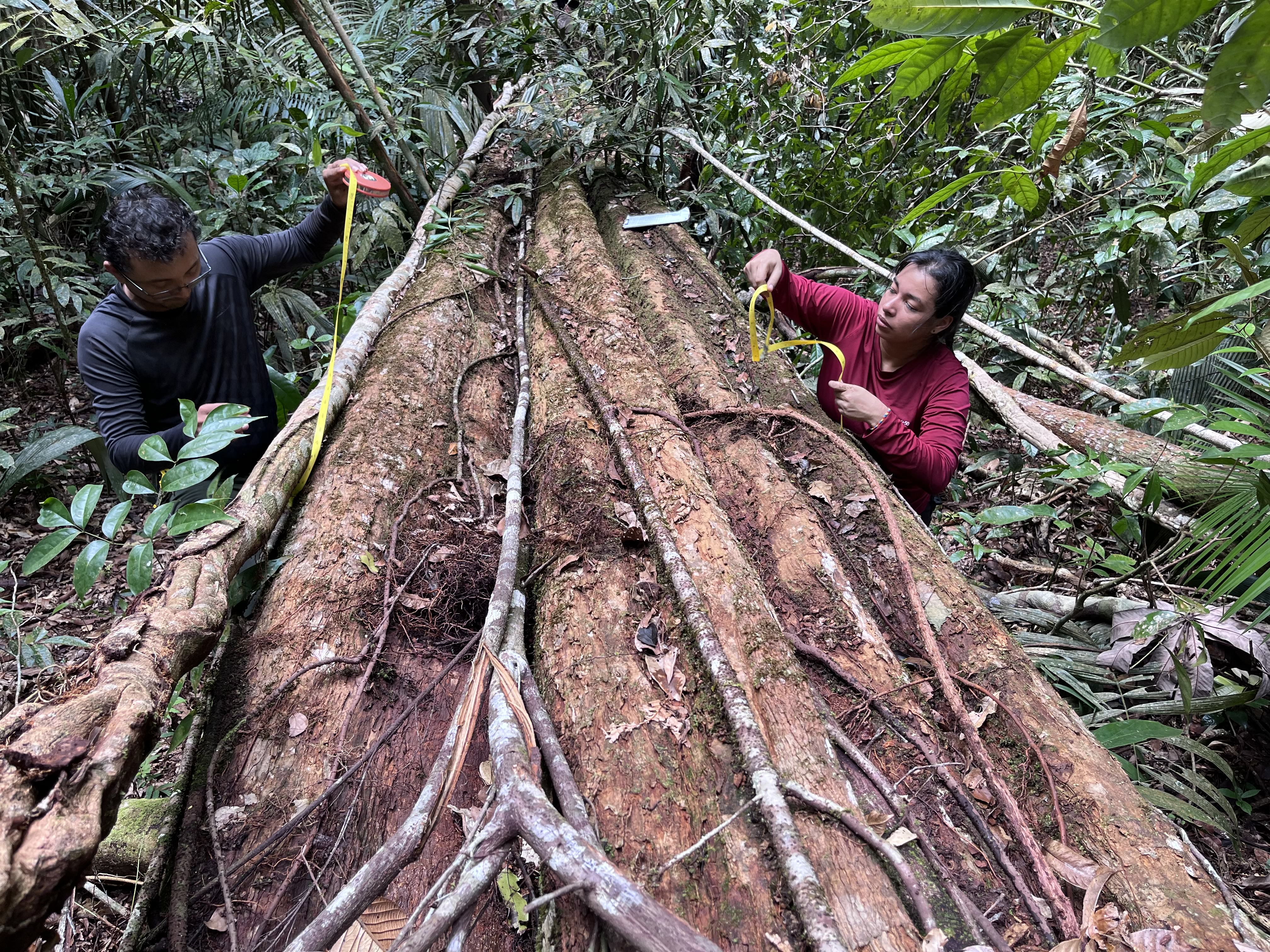 César and Isabella measuring a Gigante tree