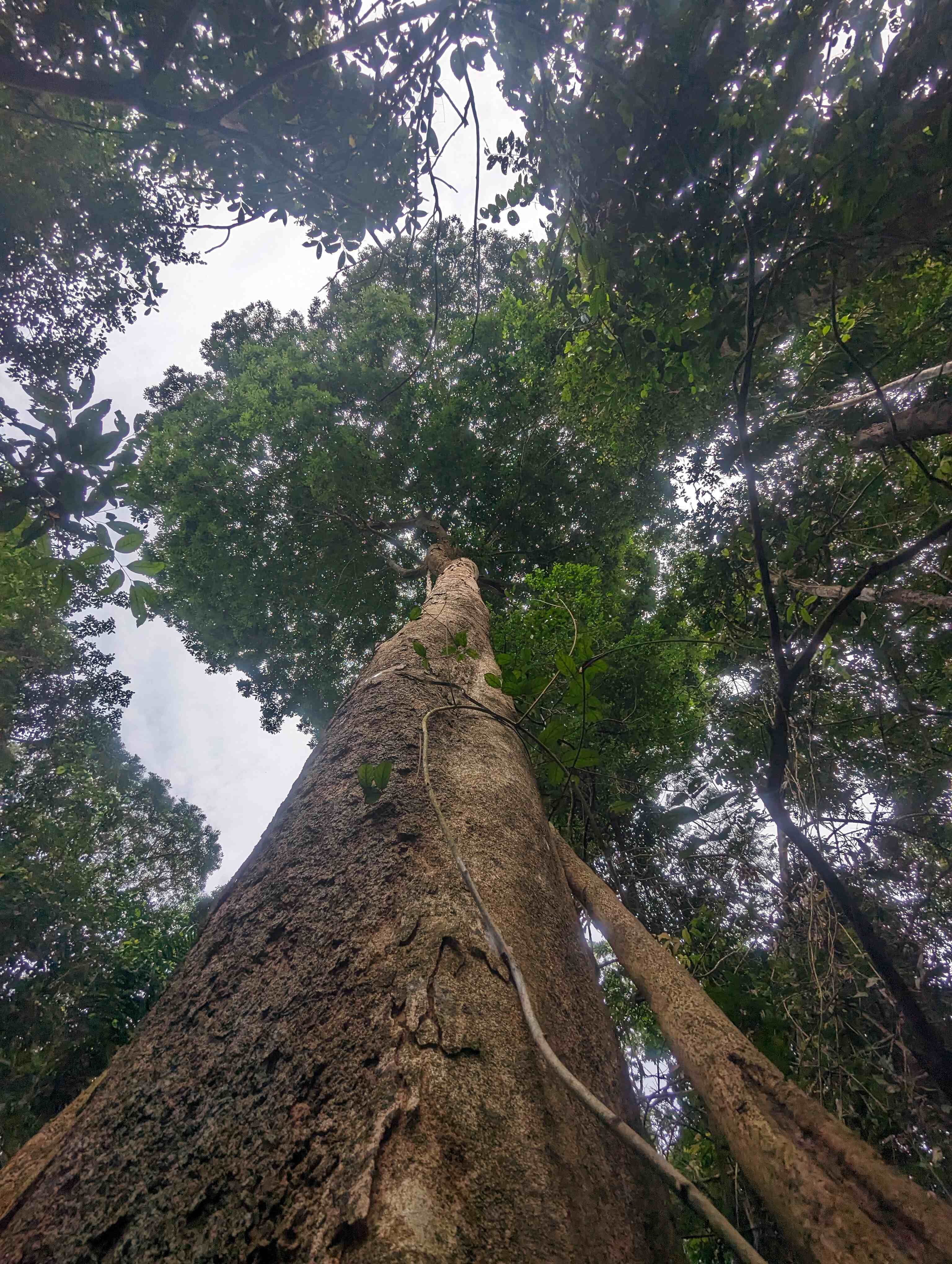 One of the tall trees on BCI