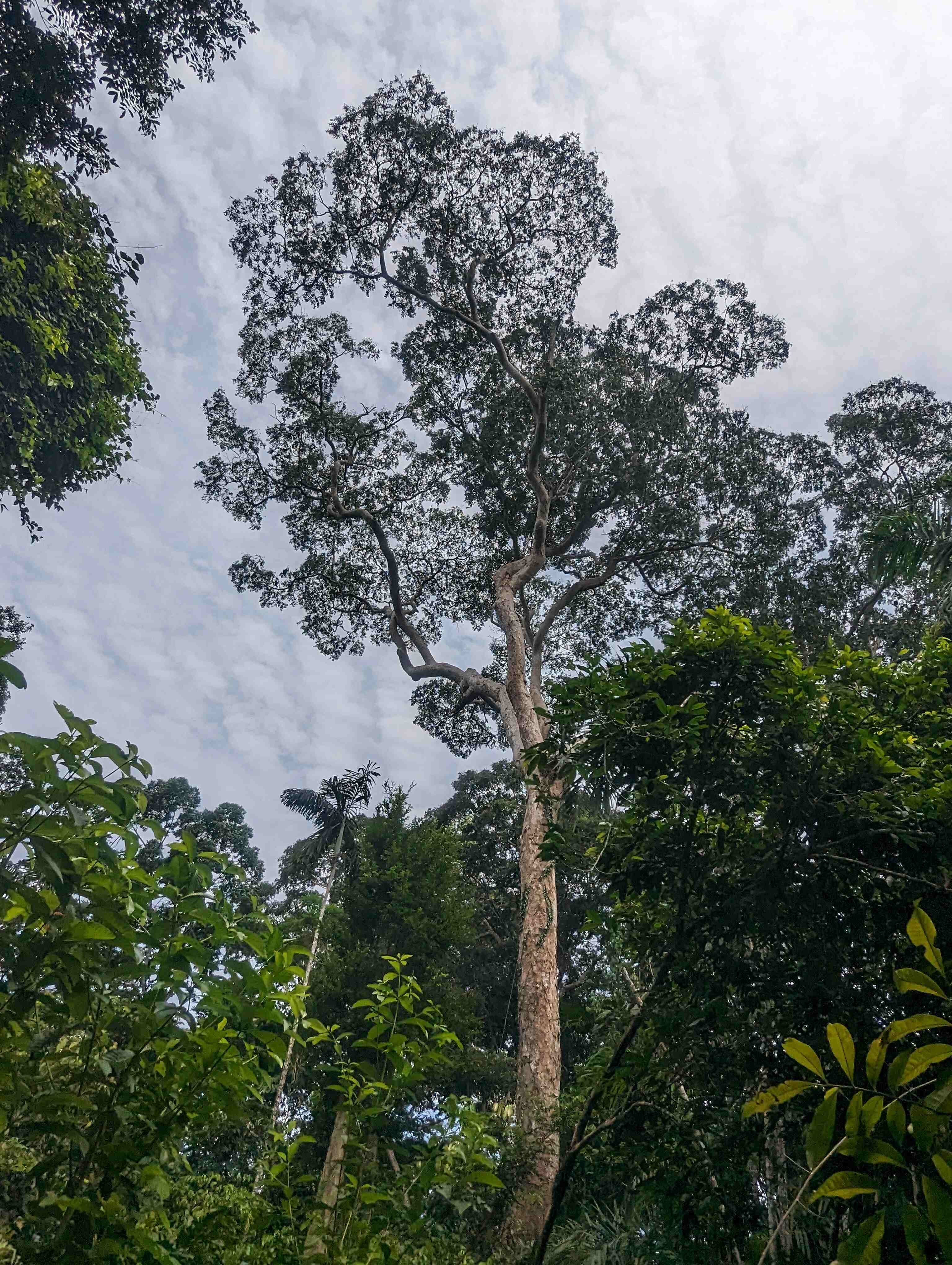 Tall tree next to a gap