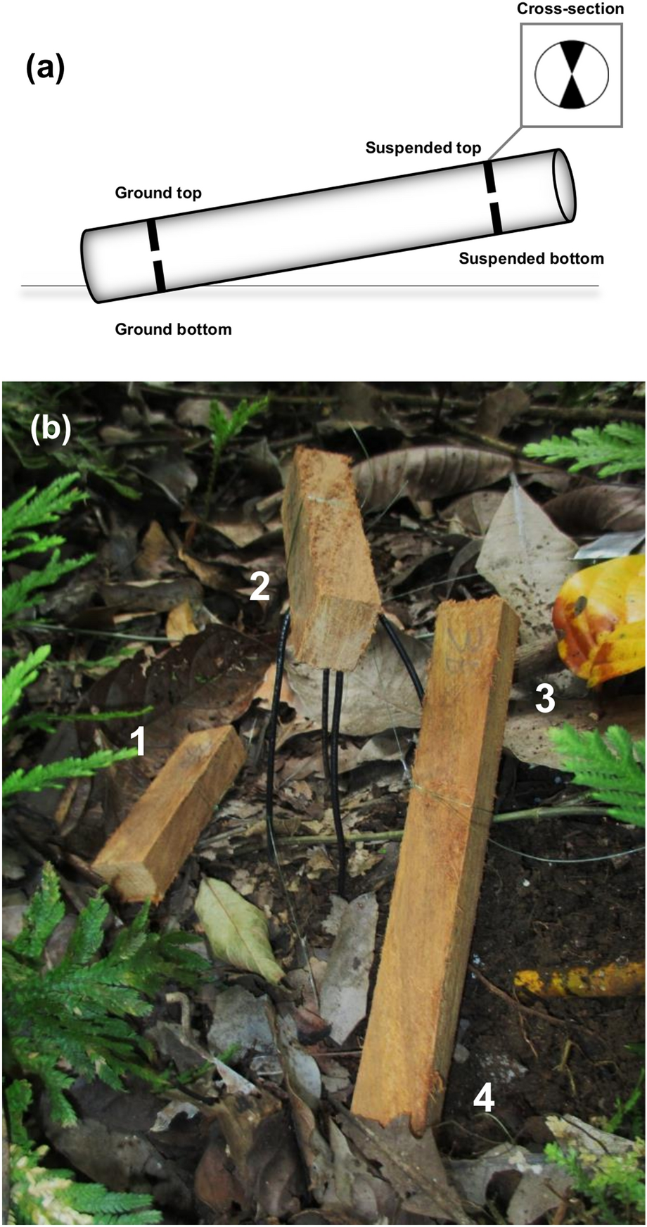 Suspended Sections Within Downed Deadwood Are Drier, Have Altered Decomposer Communities, and Slower Decomposition